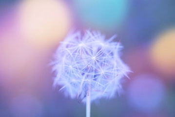 White spring close up wild flower dandelion on a blurry colored blue background