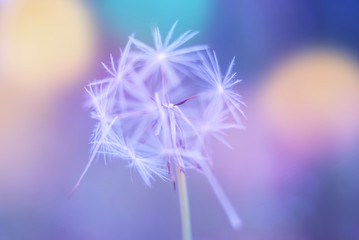 White spring close up wild flower dandelion on a blurry colored blue background