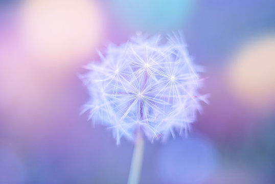 White spring close up wild flower dandelion on a blurry colored blue background