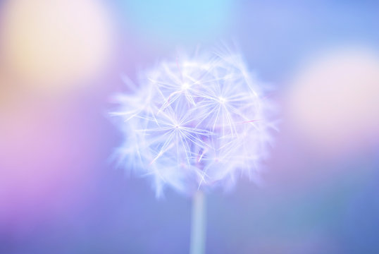 White spring close up wild flower dandelion on a blurry colored blue background