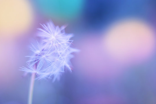 White spring close up wild flower dandelion on a blurry colored blue background