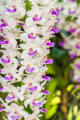 Macro image of white and purple orchid, Rhynchostylis gigantea.