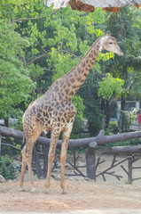 giraffe in the zoo, Thailand