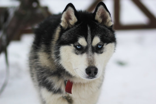 Huskey dog walking, closeup 