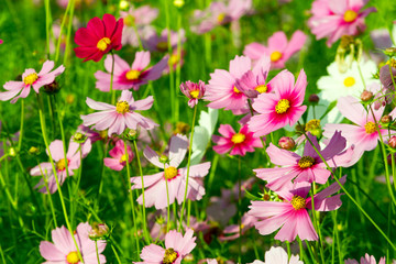 Fototapeta premium Cosmos flowers background