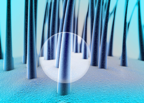 Cuoio capelluto, capello, salute dei capelli, tricologia, forfora, struttura del capello