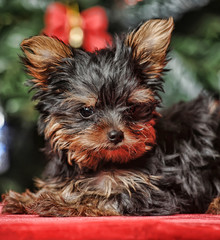cute little yorkshire terrier puppy