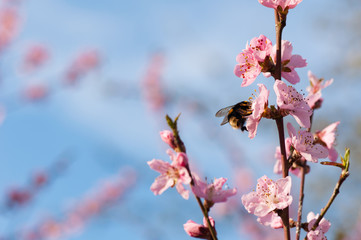 Blütenzweig mit Insekt, Hummel, Frühling, Bestäuben