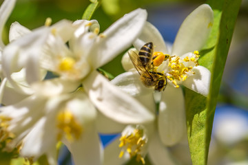 Bee on an orange tree flower. White flowers on the brunch of the tree. Macro