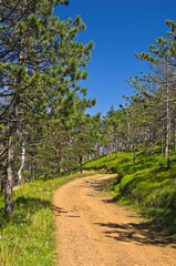Fototapeta na wymiar Forest path at Divcibare mountain, west Serbia