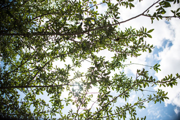 Tree Branches in the Sky 