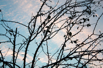 Fototapeta na wymiar Branches with the blue sky on the background.