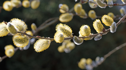 Weidenkätzchen, Weide, Salix © M. Schuppich