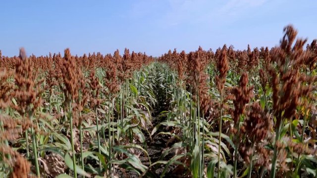 Different sorghum hybrids. Ripe sorghum field