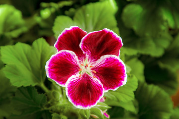  beautiful indoor flower blooming pelargonium in purple color