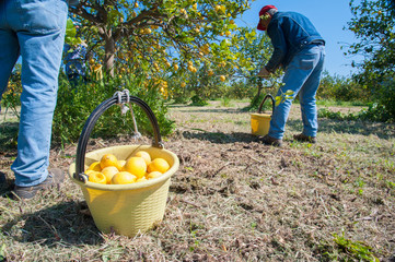Pail full of lemons during lemon picking time in Sicily