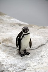 Penguin - Patranca