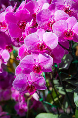 Orchid Flower background