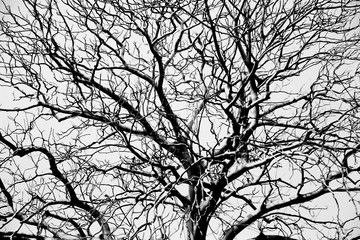 Stock Photo - Lost a large dried tree - isolated on white background