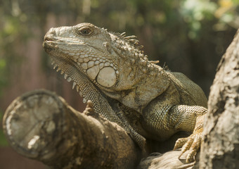 Iguana in the zoo open, Thailand
