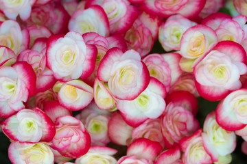 Beautiful flower background