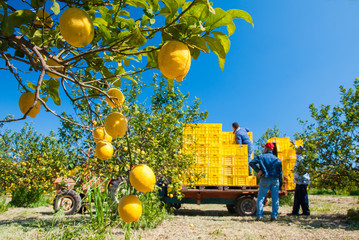 Closeup view of lemons on tree and pickers at work in the background