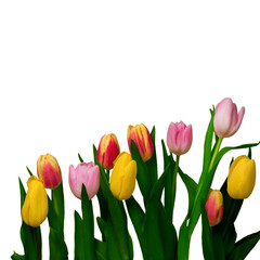 Tulips isolated on white
