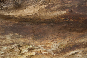  Old tree without bark close-up