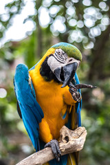 Wild parrot bird. Colorful parrot in Bali zoo, Indonesia.