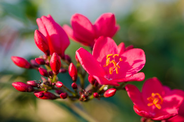 Obraz premium Flowering Bushes With Pink Flowers