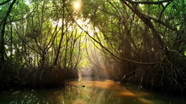 Beautiful natural tunnel formed by tall mangrove trees with big bent roots and bright sun rays shining through forest canopy create serene and scenic nature environment of tropical jungle