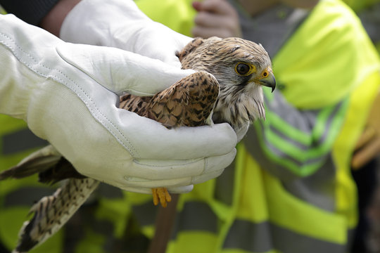 Common Kestrel, Falco tinnunculus, in the hands of a veterinarian