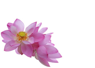 bouquet of lotus flower isolated on white background with copyspace.