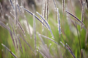 autumn reeds grass background texture