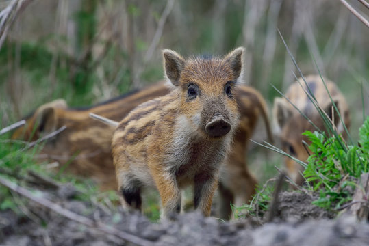 Schwarzwild, Frischlinge im April