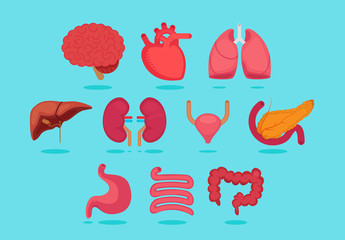 Organ vector illustration