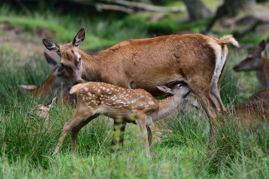 Rotwild s&auml;ugt Kalb