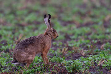 Fototapeta premium Feldhase