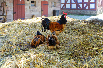 Chickens on the dunghill