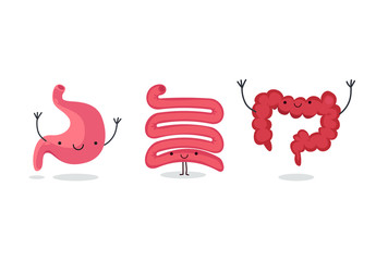 Organ vector illustration