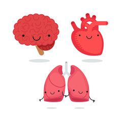 Organ vector illustration