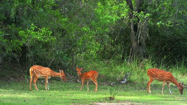 Deer graze on meadow in forest woods of wild nature. Yala park, Sri Lanka