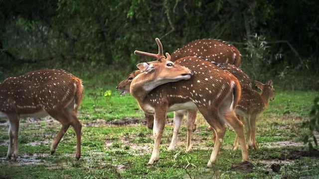 Slow motion video of wild deer in woods of protected forest in Yala park, Sri Lanka. Protected animals under tropical rain