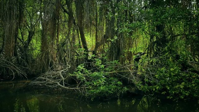 Eco adventure tour through mangrove forest. Peaceful and exciting boat riding among trees and green vegetation in swamps and river of Sri Lanka coastal wetland area