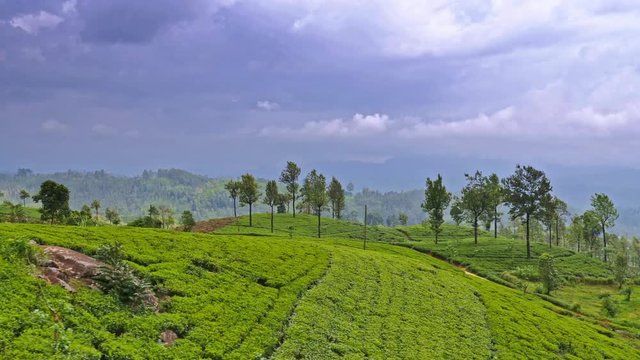 Passing green fields of organic tea growing on large area in rural Sri Lanka. Panoramic landscape view from train window during travel trip to Nuwara Eliya highlands