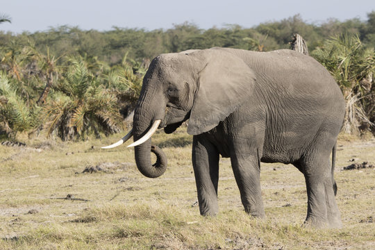 An elephant eating grass in the savanna next to a small forest