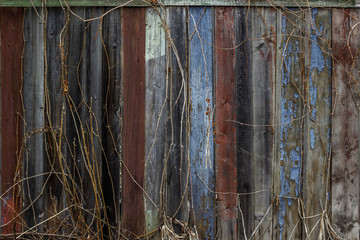 Boards, fence, old tree, old paint, plants, climbing plants,