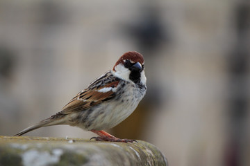 House sparrow perched