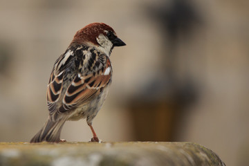 House sparrow perched