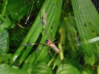 Big Spider in a web